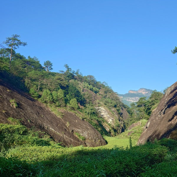 Rui Xiang 2023 - Oolong Tea