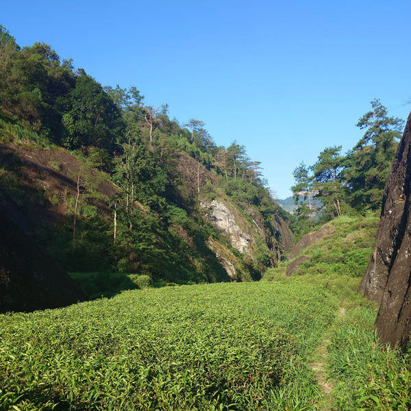 Rou Gui 2023 - Oolong Tea