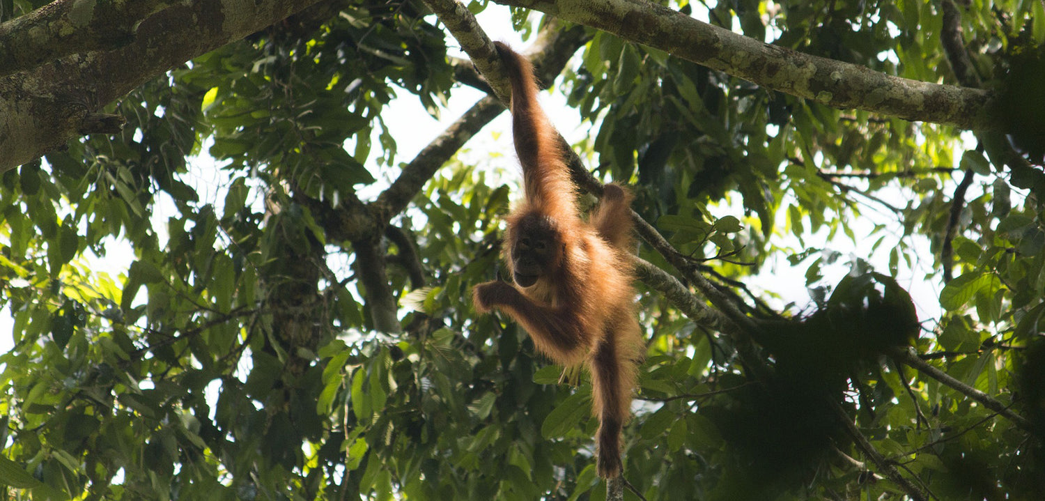 Photo of Orangutan. Credit Martin Vandaagevenniet