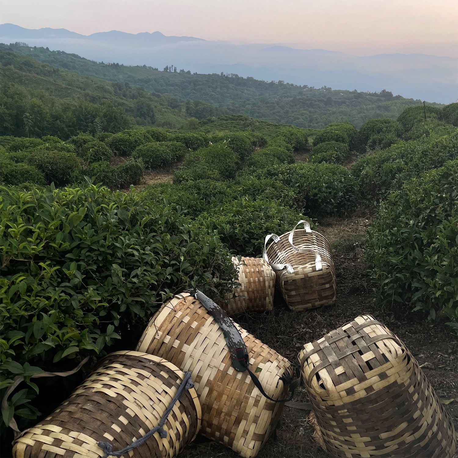 Nordisk Tea - Premium Loose Leaf Tea