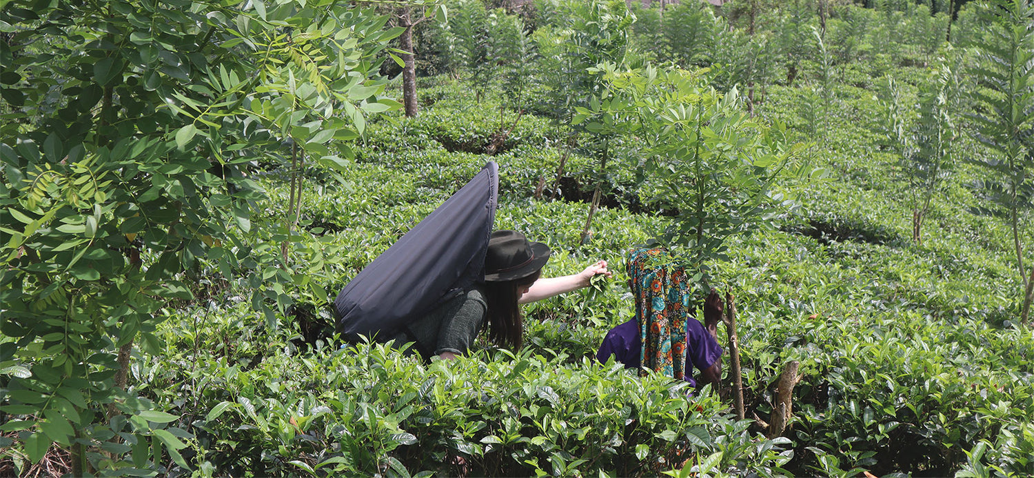 Dennis and a worker picking tea together.