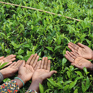 Picture of the hands of the ladies who pick tea